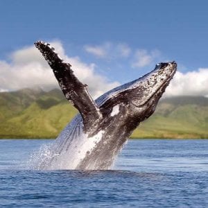 Maui Humpback Whale Breaching