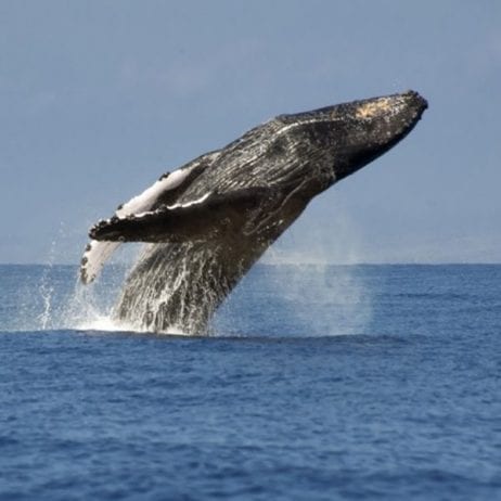 Whale Watching Maui