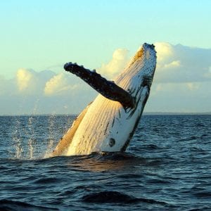 Breaching Whale of Coast of Maui