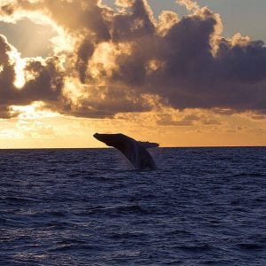 Humpback Whale Watch Sunset Tours