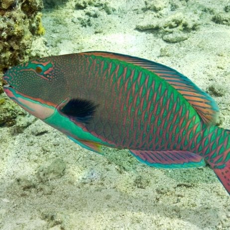 Parrot Fish at Molokini Crater