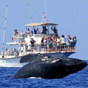 Whale breaching on Aqua Adventures trip to Molokini