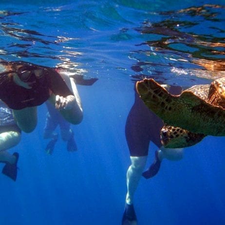 Swimming With Green Sea Turtles Enjoying Their Grace and Beauty