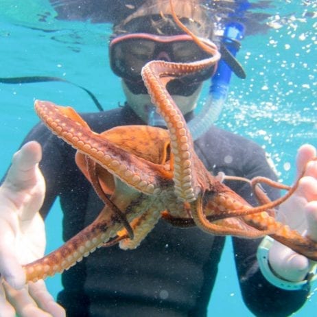 Octopus at Molokini Crater