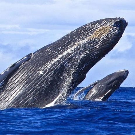 View Breaching Humpback Whales on Blue Water Rafting Tour