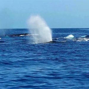 Pod of Humpback Whales of Maui