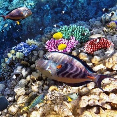 Colorful Reef Fish on Maui Snorkel Trip