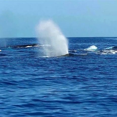 Pod of Humpback Whales spouting