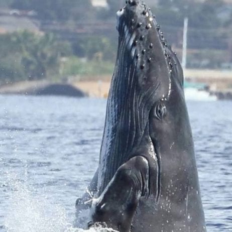 Humpback Whale Spy Hops for the cameras