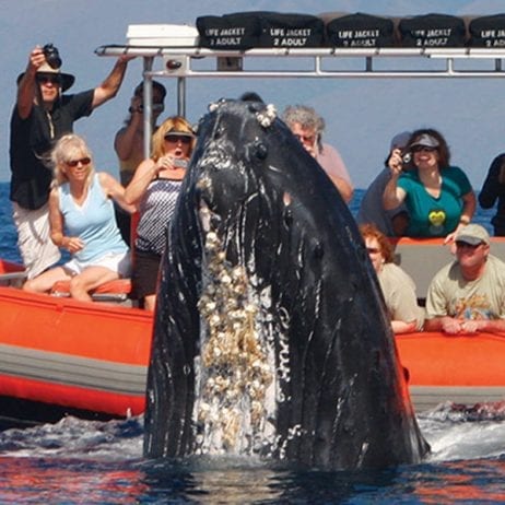 Humpback Whale Spy Hops for Captain Steve's Rafting