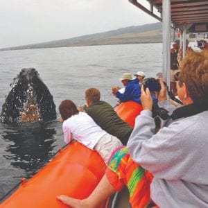 Humpback Whale Poses for the Cameras