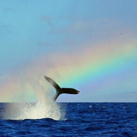 Maui Rainbow Frames Humpback Whale Tail Slap