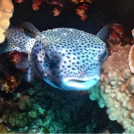 Puffer Fish on Coral Gardens Snorkel