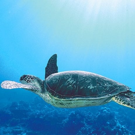 Sea Turtle at Coral Gardens Snorkel