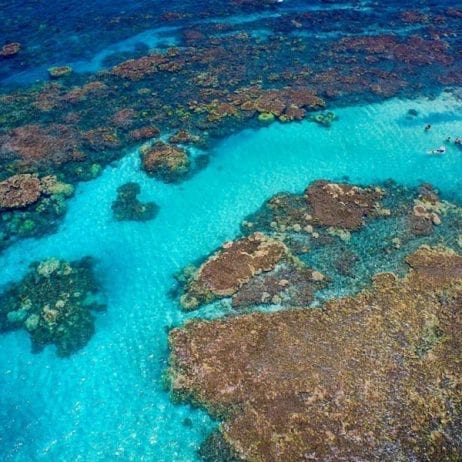 Coral Gardens Snorkel Reef off Maui