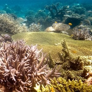 Coral Gardens Snorkel Reef