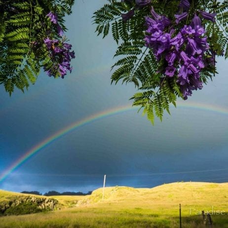 A vibrant rainbow arches over a field of purple flowers on bike ride adventure in Maui.