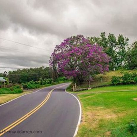 Scenic road with Jacaranda tree for bike tour in Maui.