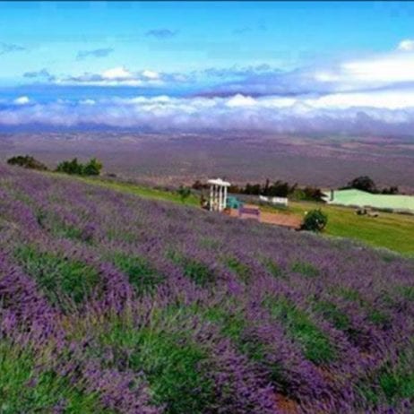 The Lavender farm during the bike ride adventure on Maui.