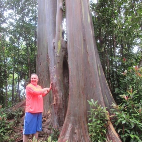 A man stands beside a towering tree on the Road to Hana guided tour.