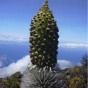 Witnessing the mesmerizing Silversword plant during Haleakala hike tour on Maui.