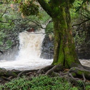 Discover Maui's natural beauty on a waterfall hike tour.