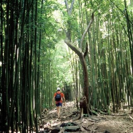 A man on a bamboo path in a guided hike tour in Maui.