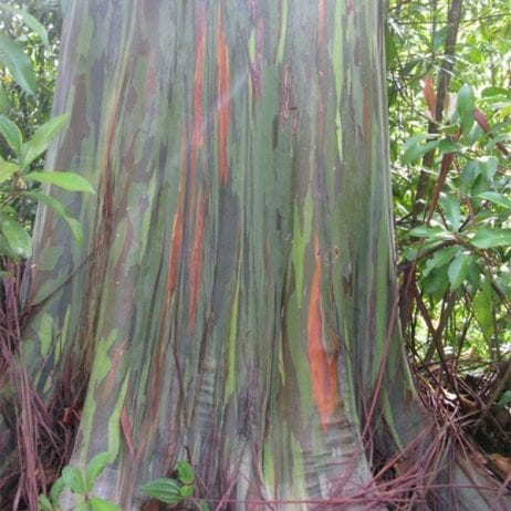 Mesmerizing rainbow tree spotted on a hike tour with Hike Maui.