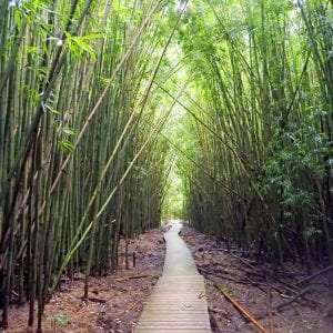 A serene bamboo trail on a Hana waterfall hike in Maui.