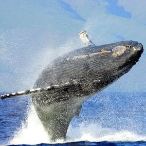 Breaching Humpback Whale