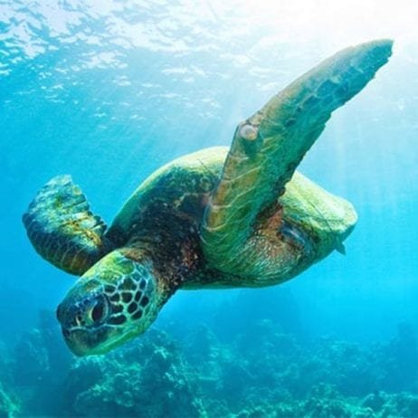 Green Sea Turtle on Your Maui Kayak Trip