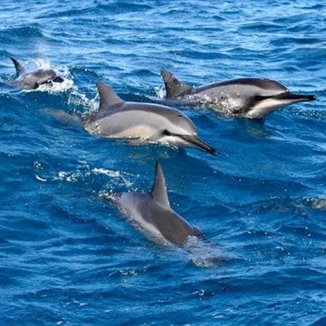 The Beauty of Marine Life - Spinner Dolphins