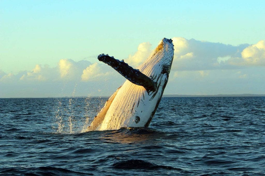 Maui Whale Watching — Best Month, Best Tours & What to Expect