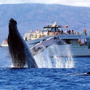 Watching Jumping Whale above the Sea