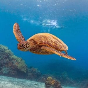 See Turtles on Your Snorkel Tour