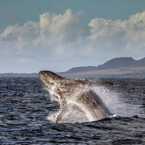 Encountering Jumping Whale on the Lanai Snorkel Boat Tour