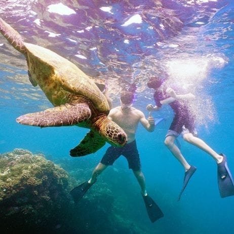 Paragon Sailing - Lanai Snorkeling (Snorkelers)