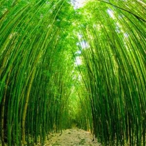 The serene path winding through a lush bamboo forest on Maui.