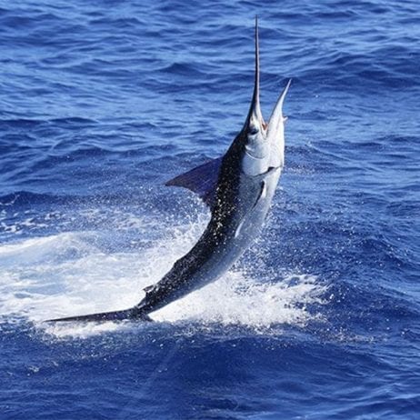 Catch a Marlin on Hawaii Sport Fishing Charter