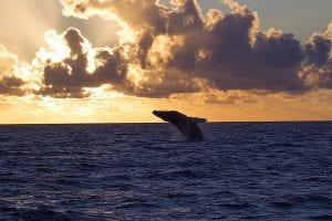 Hawaii sunset whale watch 267