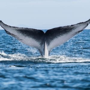 Humpback Whale Tail