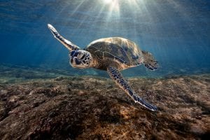 Underwater View With Sea Turtle - 3190