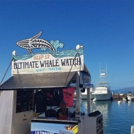 Ultimate Whale Watch Slip 17