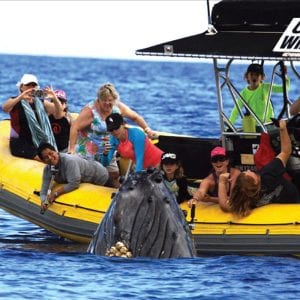 Humpback Whale comes in close