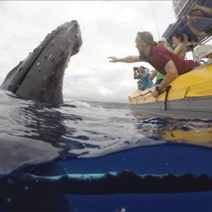 Amazed Guests Get Up Close with the Whale