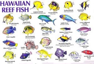 Hawaiian Reef Fish - 3192