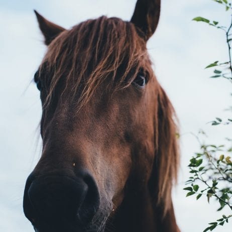 Get up close and personal with a horse on a Maui horseback riding tour.