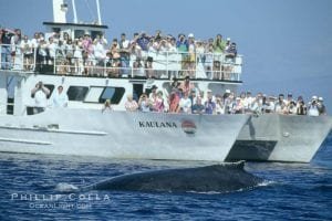 Whale watching Maui 252