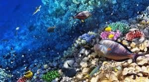 Best snorkeling adventures in Maui 570