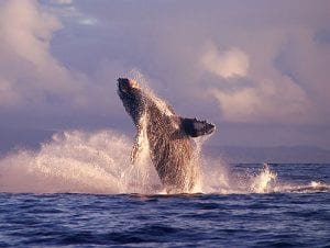 Maui whale watching season 262